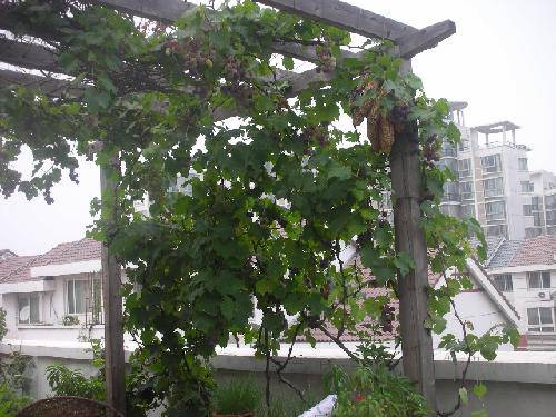 ���Ѽ��µĶ��������