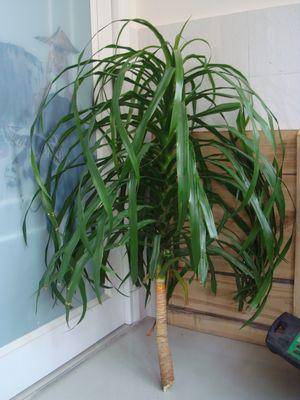 ����ͭ��������������