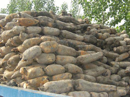 �ƺ�̲Ȥ������