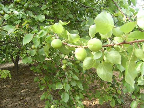 �ƺ�̲Ȥ������