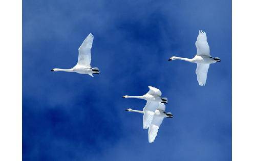 ѾѾ��Ѽ����