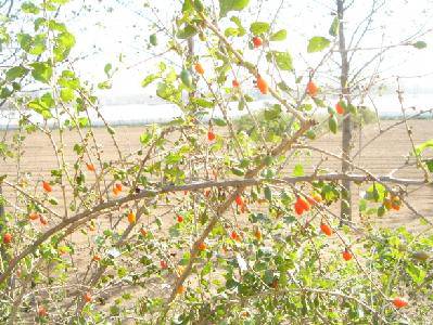 Ѱ�����졪�ǵڰ��ڼ�ͥ���������