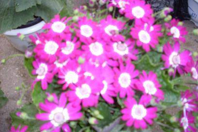 ����ͼ����