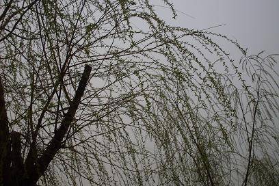 ����ͼ����