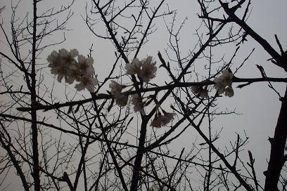 ����ͼ����