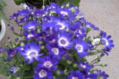 ����ͼ����