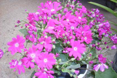 ����ͼ����