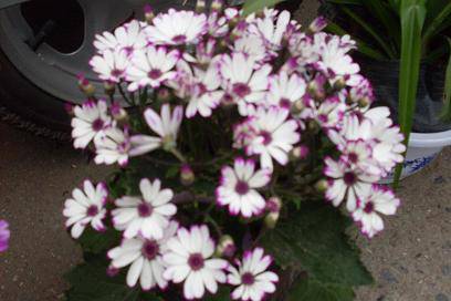 ����ͼ����