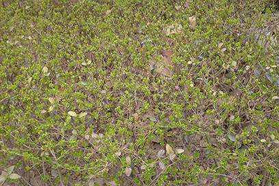 ����ͼ����