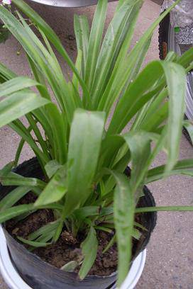 ����ͼ����