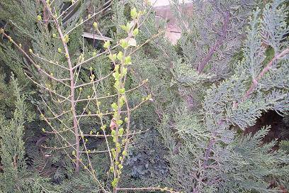 ����ͼ����