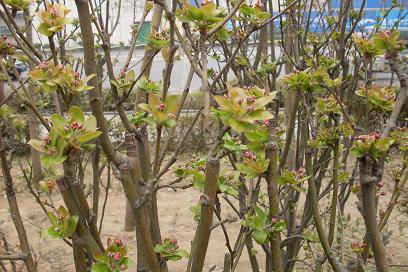 ����ͼ����