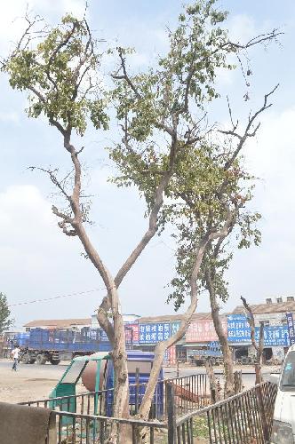 ��������Σ������ļ�ǿ����ľ��������