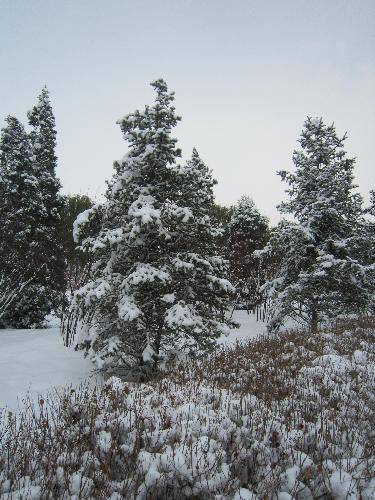 ��ѩ�ˣ���ã�����