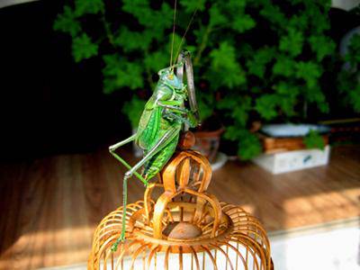 ���쵽 ���������