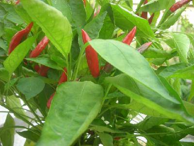 ���ֵ��ջ񣨸�ͼ������