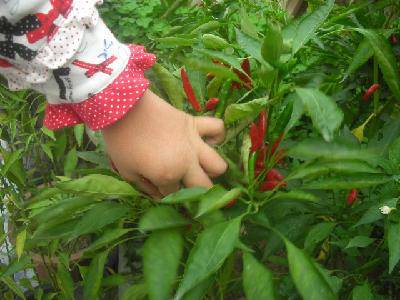 ���ֵ��ջ񣨸�ͼ������