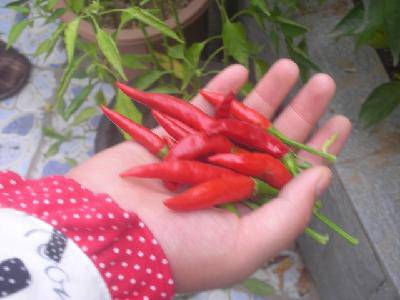 ���ֵ��ջ񣨸�ͼ������