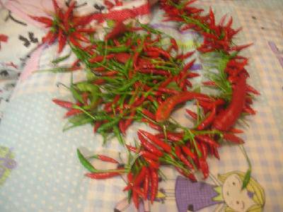 ���ֵ��ջ񣨸�ͼ������