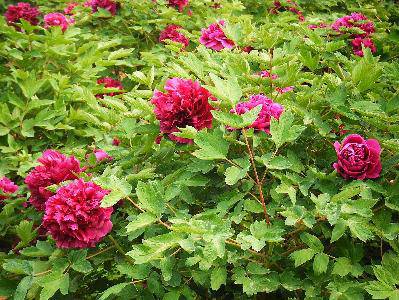 ��ĵ������