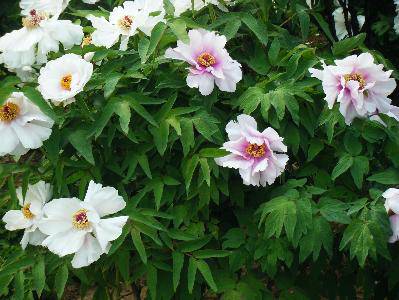 ��ĵ������