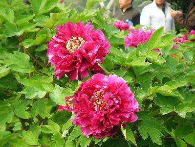 ��ĵ������