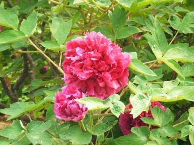 ��ĵ������