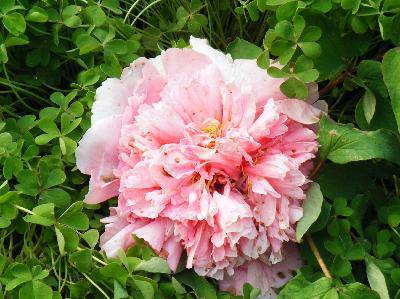 ��ĵ������