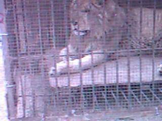 ����԰��������ǰ�������ӵĵ�һƪ�ռ�����