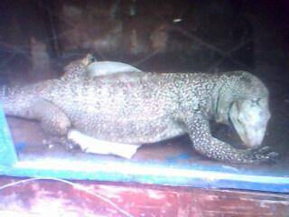 ����԰��������ǰ�������ӵĵ�һƪ�ռ�����