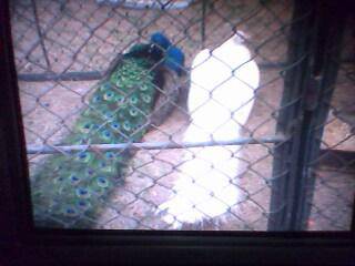 ����԰��������ǰ�������ӵĵ�һƪ�ռ�����