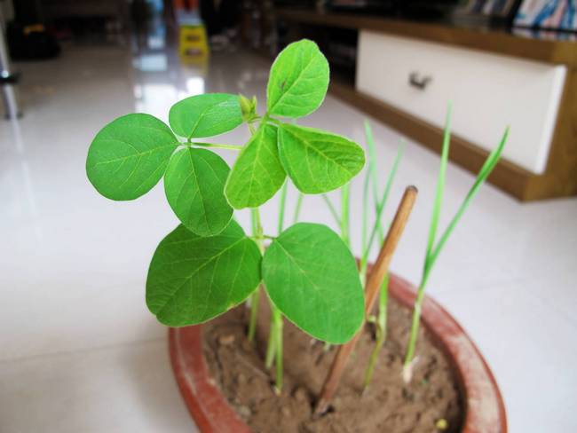 �ֶ�������