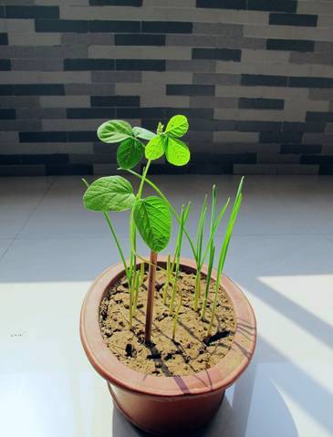 �ֶ�������