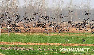 ��ĩ,�ƺӰ��߷ŷ�ȥ����