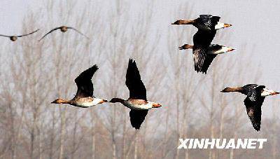 ��ĩ,�ƺӰ��߷ŷ�ȥ����