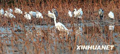 ��ĩ,�ƺӰ��߷ŷ�ȥ����