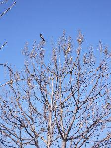 ��ĩ,�ƺӰ��߷ŷ�ȥ����