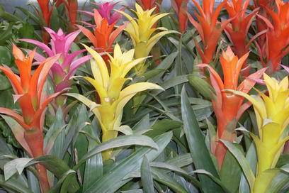 ��������Ц���г�����������