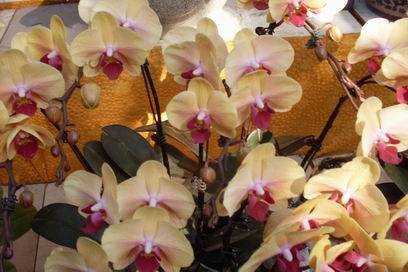 ��������Ц���г�����������