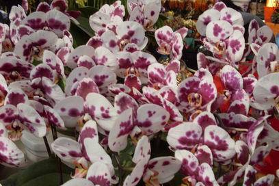 ��������Ц���г�����������