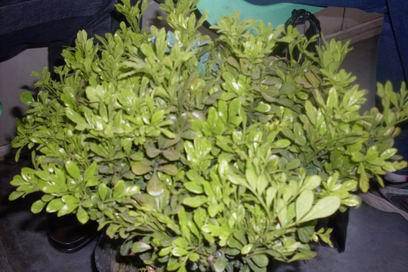 ��������Ц���г�����������