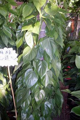 ��������Ц���г�����������