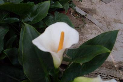 ��������Ц���г�����������