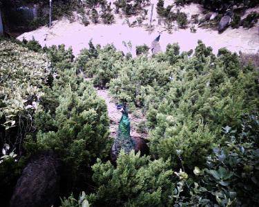 ��������԰����