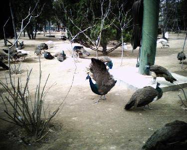 ��������԰����