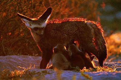 �����������һ�Ρ������︸��Ҳ��ɽ����