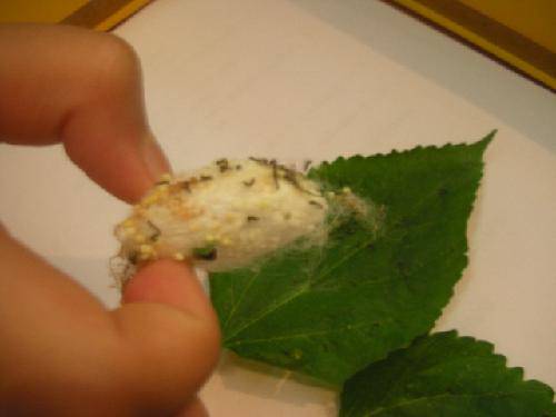 Ů���ľ�������