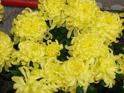 �����ǹ�԰֮��չƪ����