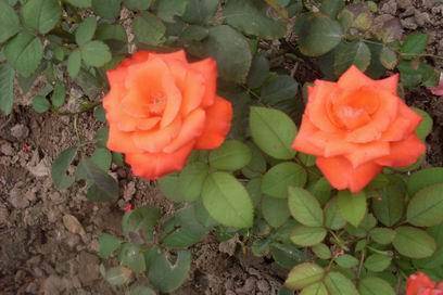 ���������ˬ����Ȥ�α�ɳ������