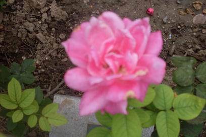 ���������ˬ����Ȥ�α�ɳ������